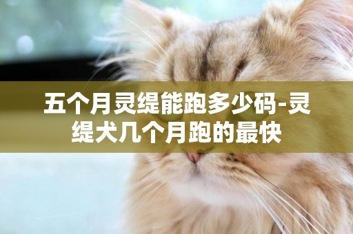 五個月靈緹能跑多少碼-靈緹犬幾個月跑的最快