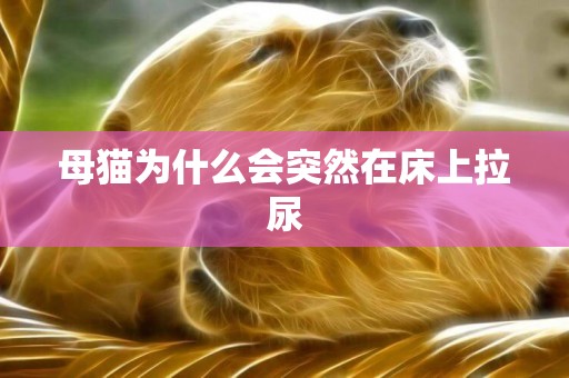母貓為什么會突然在床上拉尿