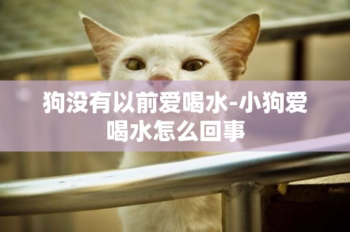 狗沒有以前愛喝水-小狗愛喝水怎么回事