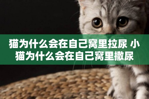 貓為什么會在自己窩里拉尿 小貓為什么會在自己窩里撒尿