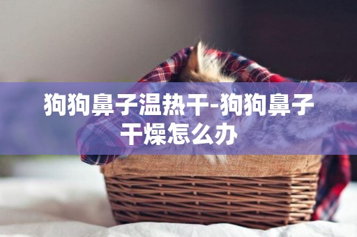 狗狗鼻子溫熱干-狗狗鼻子干燥怎么辦