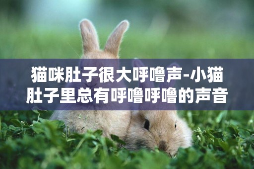 貓咪肚子很大呼嚕聲-小貓肚子里總有呼嚕呼嚕的聲音，怎么辦