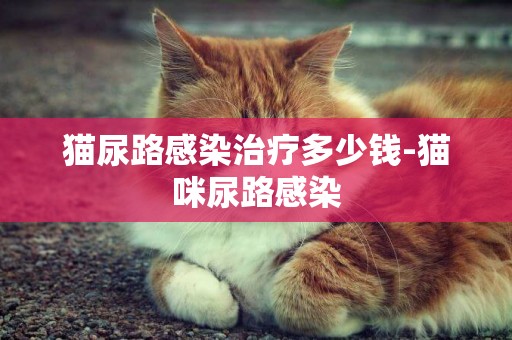 貓尿路感染治療多少錢-貓咪尿路感染