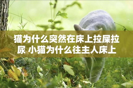 貓為什么突然在床上拉屎拉尿 小貓為什么往主人床上尿