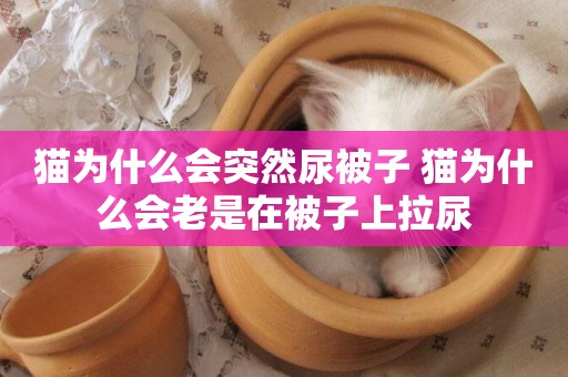 貓為什么會突然尿被子 貓為什么會老是在被子上拉尿