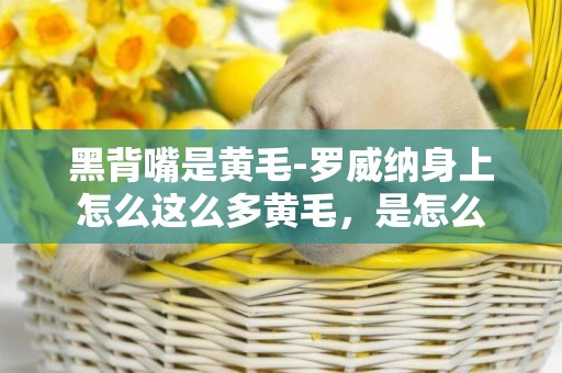 黑背嘴是黃毛-羅威納身上怎么這么多黃毛，是怎么