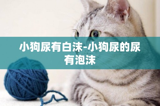 小狗尿有白沫-小狗尿的尿有泡沫