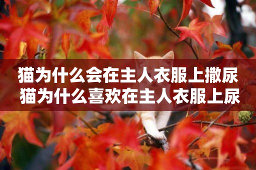 貓為什么會在主人衣服上撒尿 貓為什么喜歡在主人衣服上尿