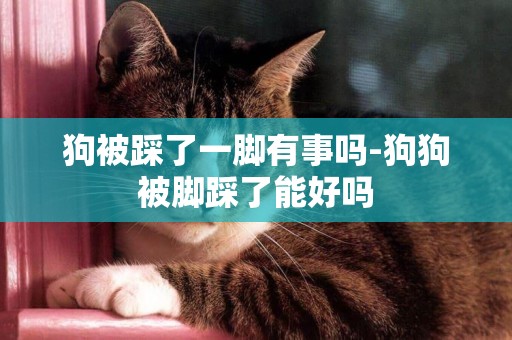 狗被踩了一腳有事嗎-狗狗被腳踩了能好嗎
