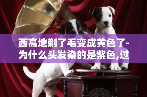 西高地剃了毛變成黃色了-為什么頭發染的是紫色,過一段時間就變成黃色了呢?