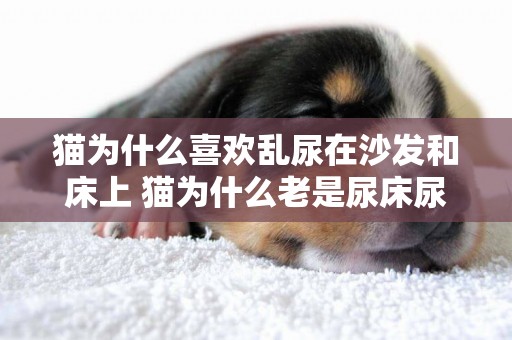 貓為什么喜歡亂尿在沙發和床上 貓為什么老是尿床尿沙發