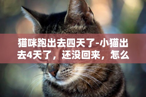 貓咪跑出去四天了-小貓出去4天了，還沒回來，怎么辦？