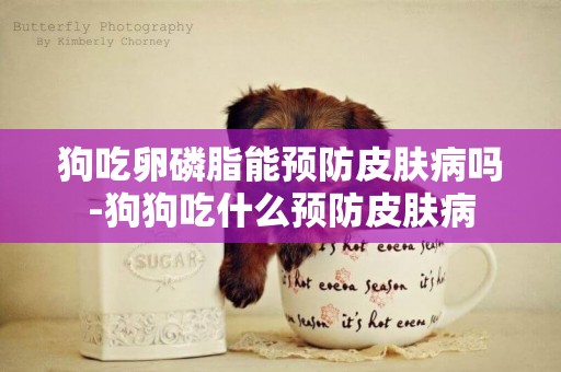 狗吃卵磷脂能預防皮膚病嗎-狗狗吃什么預防皮膚病