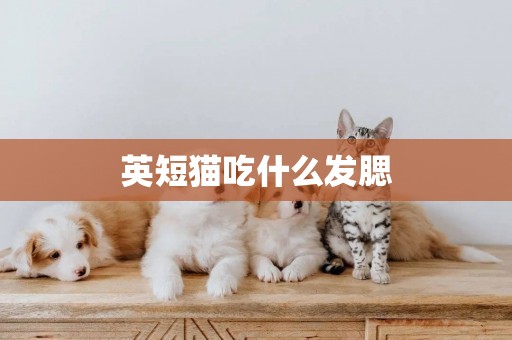 英短貓吃什么發腮