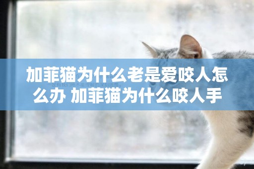 加菲貓為什么老是愛咬人怎么辦 加菲貓為什么咬人手