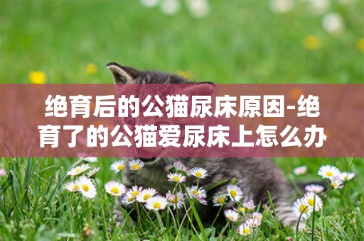絕育后的公貓尿床原因-絕育了的公貓愛尿床上怎么辦