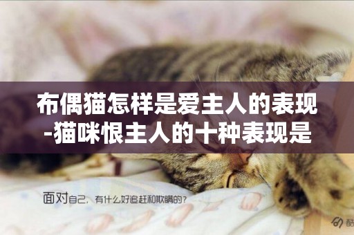 布偶貓怎樣是愛主人的表現-貓咪恨主人的十種表現是怎樣的？