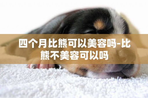 四個月比熊可以美容嗎-比熊不美容可以嗎