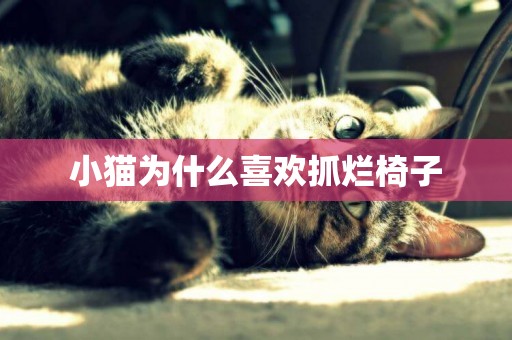 小貓為什么喜歡抓爛椅子