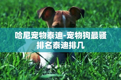哈尼寵物泰迪-寵物狗最騷排名泰迪排幾