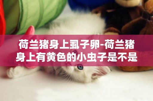 荷蘭豬身上虱子卵-荷蘭豬身上有黃色的小蟲子是不是虱子？