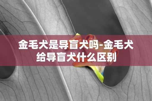 金毛犬是導盲犬嗎-金毛犬給導盲犬什么區別