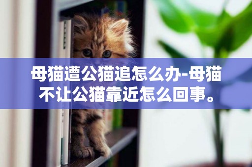 母貓遭公貓追怎么辦-母貓不讓公貓靠近怎么回事。