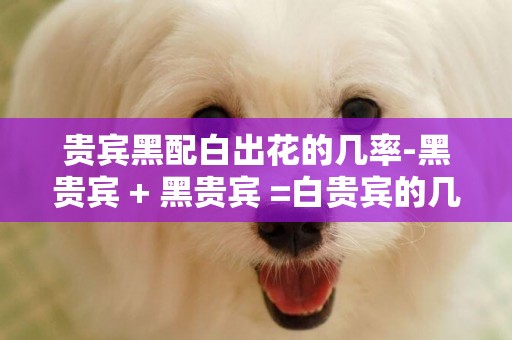 貴賓黑配白出花的幾率-黑貴賓 + 黑貴賓 =白貴賓的幾率大不大