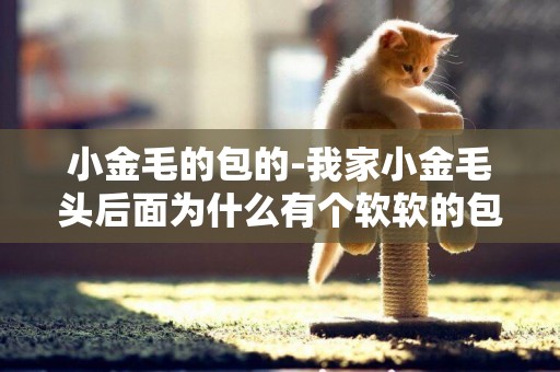 小金毛的包的-我家小金毛頭后面為什么有個軟軟的包