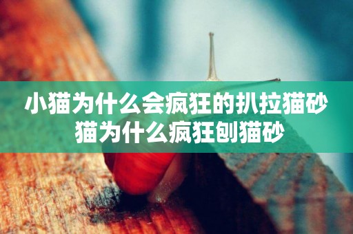 小貓為什么會瘋狂的扒拉貓砂 貓為什么瘋狂刨貓砂