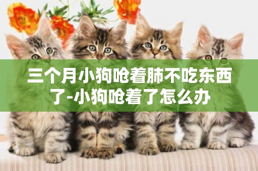 三個月小狗嗆著肺不吃東西了-小狗嗆著了怎么辦