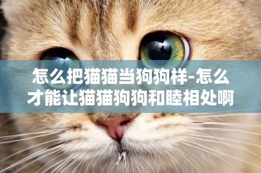 怎么把貓貓當狗狗樣-怎么才能讓貓貓狗狗和睦相處啊