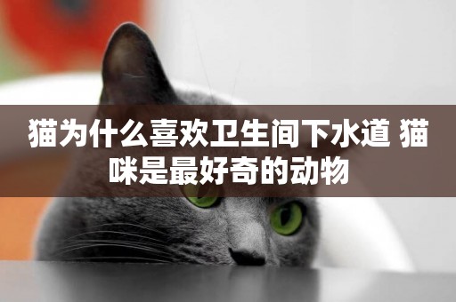 貓為什么喜歡衛生間下水道 貓咪是最好奇的動物