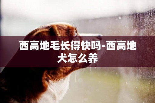 西高地毛長得快嗎-西高地犬怎么養