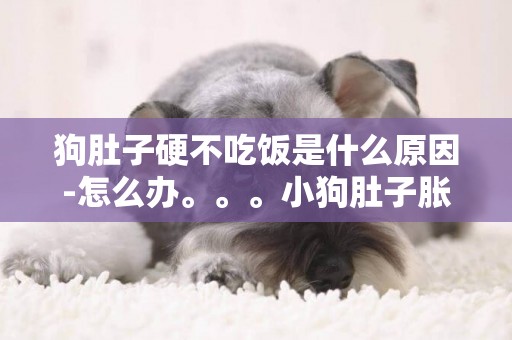 狗肚子硬不吃飯是什么原因-怎么辦。。。小狗肚子脹硬，不吃飯，沒精神。