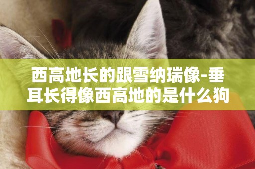 西高地長的跟雪納瑞像-垂耳長得像西高地的是什么狗