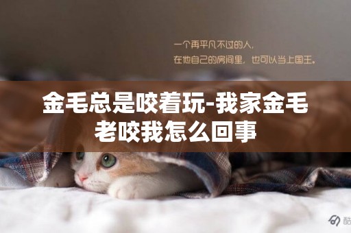 金毛總是咬著玩-我家金毛老咬我怎么回事