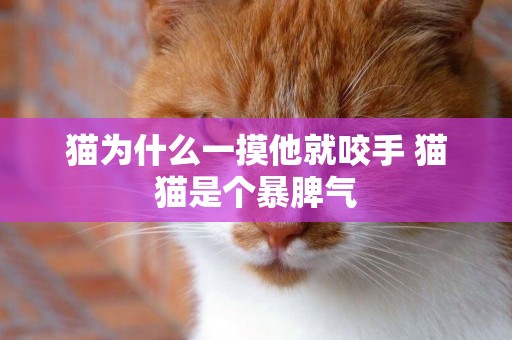 貓為什么一摸他就咬手 貓貓是個暴脾氣