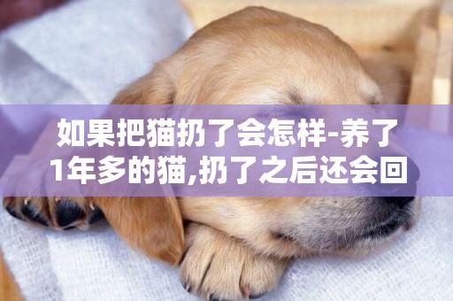 如果把貓扔了會怎樣-養了1年多的貓,扔了之后還會回來么?