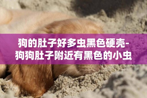 狗的肚子好多蟲黑色硬殼-狗狗肚子附近有黑色的小蟲子是什么