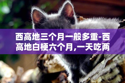 西高地三個月一般多重-西高地白梗六個月,一天吃兩頓,