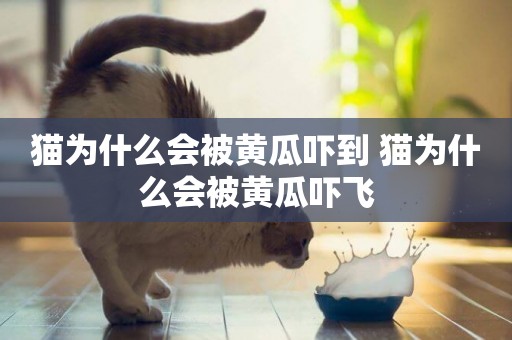 貓為什么會被黃瓜嚇到 貓為什么會被黃瓜嚇飛
