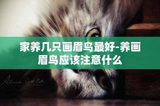 家養幾只畫眉鳥最好-養畫眉鳥應該注意什么