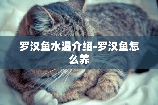 羅漢魚水溫介紹-羅漢魚怎么養