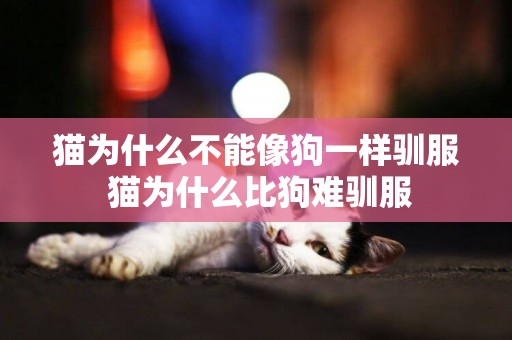 貓為什么不能像狗一樣馴服 貓為什么比狗難馴服