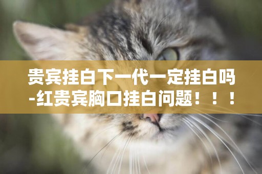 貴賓掛白下一代一定掛白嗎-紅貴賓胸口掛白問題！！！