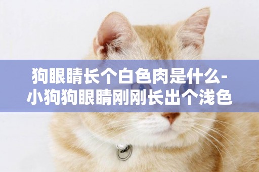 狗眼睛長個白色肉是什么-小狗狗眼睛剛剛長出個淺色的肉肉？這是什么？很嚴重嗎？什么原因引起