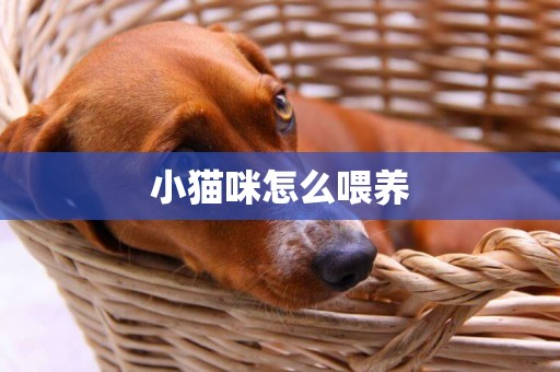 小貓咪怎么喂養
