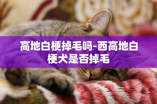 高地白梗掉毛嗎-西高地白梗犬是否掉毛