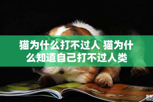 貓為什么打不過人 貓為什么知道自己打不過人類